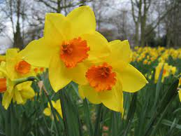 Daffodils But Somehow The Daffodils Persevere Year After Year Daffodil Flower Pictures Daffodils Planting Daffodil Flower