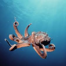 Another brief video to help you understand the differences between all the maps in dbd while you're waiting for the bus or something.timestamps. Der Tintenfisch Tier Im Fokus Ch