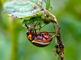 For this reason, it's best to first try nonchemical controls on plants affected by aphids and spider mites rather than using pesticides that can harm. How To Identify And Control Common Plant Pests
