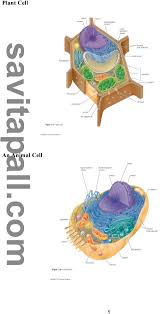 Maybe you would like to learn more about one of these? Introduction To The Cell Plant And Animal Cells Pdf Free Download