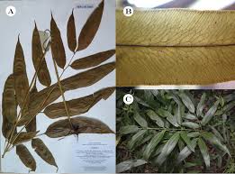 Image result for Pteridaceae
