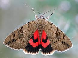 Image result for Catocala electa