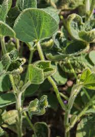 Image result for Commelina bracteosa