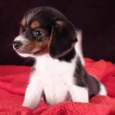 Forever love puppies has beagle puppies for sale! Beagle Puppies For Sale Near Me