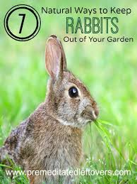 20 flowers and plants rabbits hate. 7 Natural Ways To Repel Rabbits From Your Garden