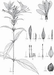Image result for Barleria sp. D (near holubii)