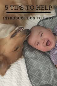 Check spelling or type a new query. 5 Tips To Help Introduce Dog To Baby Two Boys One Pup Newborn And Dog New Baby Products Dogs And Kids