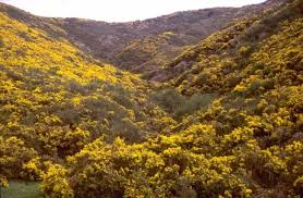 Image result for Ulex