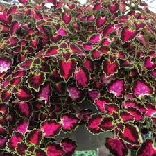 Image result for Coleus