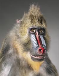 A Photographer Spent Two Years Photographing Animals That May Soon Be Extinct Endangered Animals Mandrill Animal Photography