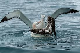 Taking action for albatrosses - BirdLife International