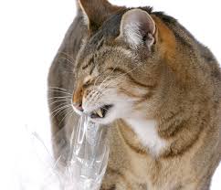 Playing with plastic bags creates a risk of strangulation and suffocation. Pica In Cats Tips For Managing This Eating Disorder Catster