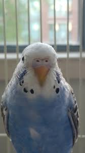 Usually, it is not consistent in color. Whats The Gender Of This Parakeet Parakeets