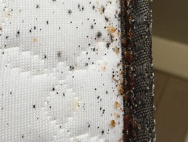 Bedbugs infestation map