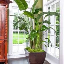 Large Bird Of Paradise Plant For Sale Plants For Sale Shipped To Your Door Indoor Plants Tropical Plants House Plants Indoor Birds Of Paradise Plant Plants