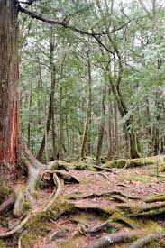 Aokigahara Is A Forest That Lies At The Base Of Mount Fuji Also Stock Photo Picture And Royalty Free Image Image 77899069