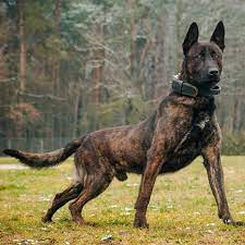 After all, both are dutch shepherds can have 3 different coats, while malinois only have one! Dutch Shepherd Dutchshepherd Dutch Shepherd Dutchshepherd From Poland Dogs Dutch Shepherd Dog K9 Dogs