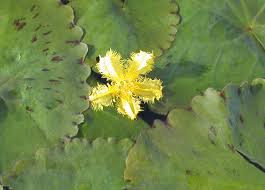 Image result for Nymphoides senegalensis