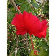 Bunga raya dalam reka bentuk landskap. Hibiscus Stem Cutting Red Batang Pokok Bunga Raya Shopee Malaysia
