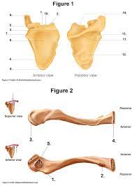2 what are the different parts of scapula? Clavicle And Scapula Quiz Anatomy