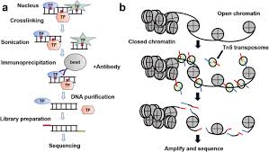 We used the macs2 peak caller (v 2.10.20130712) to identify regions of enrichment over a wide range of signal. Profiling Chromatin Regulatory Landscape Insights Into The Development Of Chip Seq And Atac Seq Springerlink