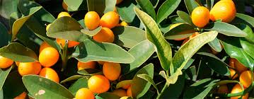 Check spelling or type a new query. Q A How To Care For Potted Cumquats Gardening Australia