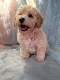 However, since bichon frise dog is commonly the mom of the litter, you can usually expect to see between 2 and 5 puppies. Bichon Poodles Puppies For Sale Bichon Poodle Breeder In Iowa