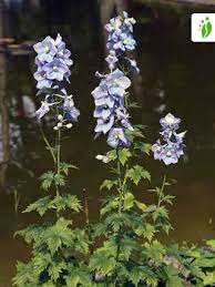 Espuela De Caballero Delphinium Elatum Flores Naturegate