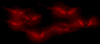 Cemetary Gif Find On Gifer Red glow flare lens light. cemetary gif find on gifer