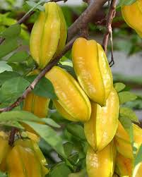 Pin Di Buah Segar