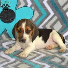 0 1 beagle puppies for sale from responsible and professional breeders. Beagle Puppies For Sale Greenfield Puppies