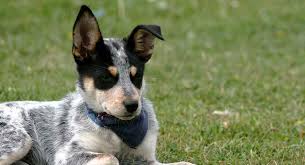 Blue Heeler A Complete Guide To The Australian Cattle Dog