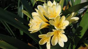 Image result for Clivia miniata