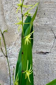 Image result for Angraecum