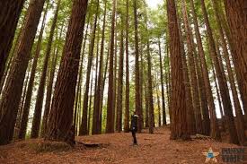 According to the 2007 census, the town has a po. El Increible Bosque De Secuoyas De Cantabria Imanes De Viaje