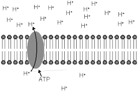 Florida standards and the civics, biology 1, and u.s. 2