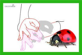Fiches Vocabulaire Les Animaux De Notre Quotidien Le Plaisir D Apprendre Lsf Langage Des Signes Bebe Signes Bebe Lsf
