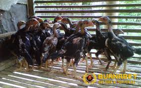 Selain memandikan ayam, cara merawat ayam bangkok siap adu adalah menjemur dengan benar juga harus sparing dilakukan dengan ayam lain agar mental dan teknik ayam terbentuk. 5 Kesalahan Merawat Ayam Bangkok Muda Yang Berujung Fatal By Stefanny Chandra Medium