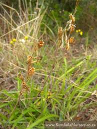 Image result for Silene burchellii