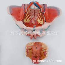 Maybe you would like to learn more about one of these? 71 Tanda Pvc Wanita Panggul Lantai Otot Kerangka Manusia Model 20 27 18 Saraf Isi Perut Model Pelvis Dengan Genital Aliexpress