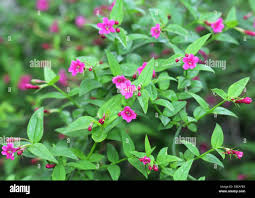 Image result for Jasminum beesianum