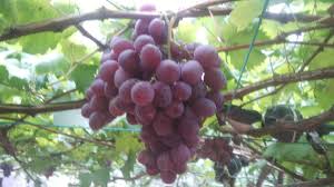 Kwang sons grapes tomato farms cameron highlands. Mrkumai Blogspot Com Melawat Ladang Anggur Tham Di Lembah Bertam