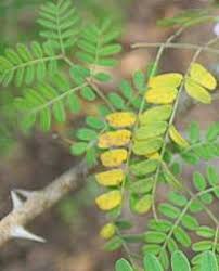 Image result for Raphia rostrata