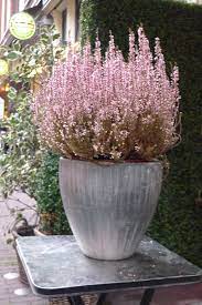 A Beautiful Spring Heather Erica Plant Outside A Flower Shop In Amsterdam Nl Plants Container Gardening Garden Gates