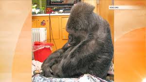 Koko is a character appearing in ms023: Robin Williams Mourned By Koko The Gorilla