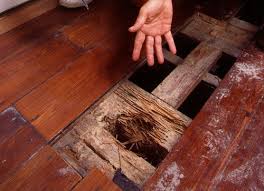 Don T Let Termites Eat Your Assets Termites Termite Damage Termite Control