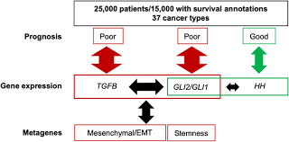 With watch2gether you can watch videos from youtube, vimeo, netflix, amazon, disney & co together with your friends. Large Scale Pan Cancer Analysis Reveals Broad Prognostic Association Between Tgf B Ligands Not Hedgehog And Gli1 2 Expression In Tumors Scientific Reports