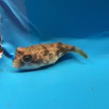 We did not find results for: Fahaka Puffer 1 Inch In Length Live Tropical Fish Fish For Sale Fish Animals Beautiful
