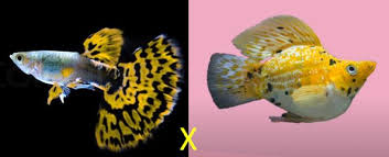 I believe your molly is a platy! 3 Signs When Molly Fish Is About To Give Birth And What To Do Aquaria Passion