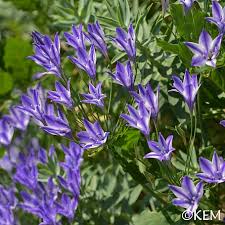 Image result for Tricalysia niamniamensis